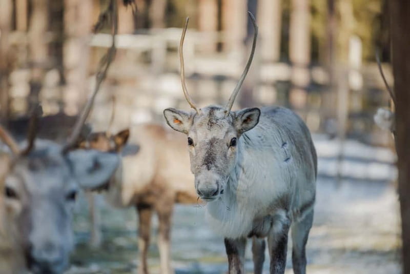 Rovaniemi: Reindeer Experience with Sleigh Ride - At the Farm: Reindeer, Herding Lessons, and Feeding Close-Up