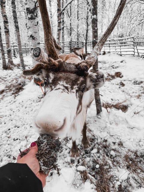 Rovaniemi: Reindeer Experience with Sleigh Ride - Warming Up in the Hut: Hot Juice, Biscuits, and Local Stories