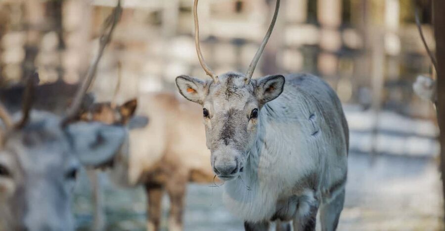 Rovaniemi: Reindeer Experience with Sleigh Ride - Price Check: What $99 Really Buys You