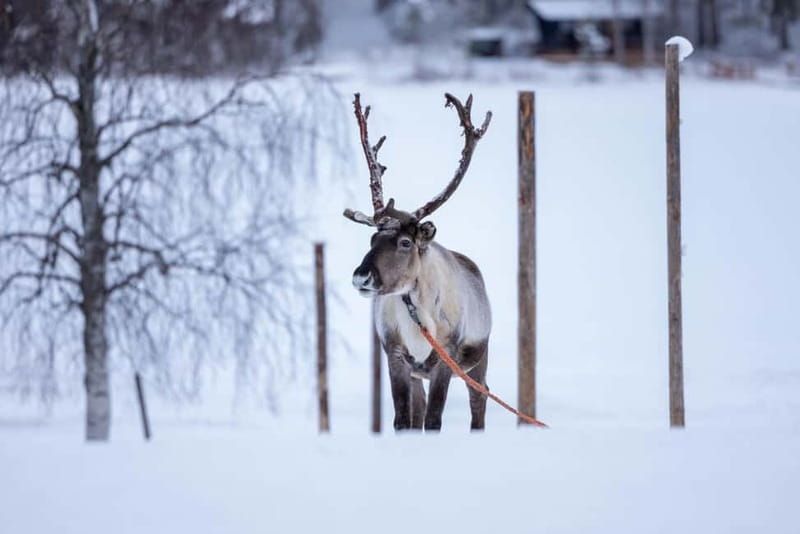 Rovaniemi: Reindeer Experience with Sleigh Ride - Winter Clothes First, Then the Ride to Reindeer Manor