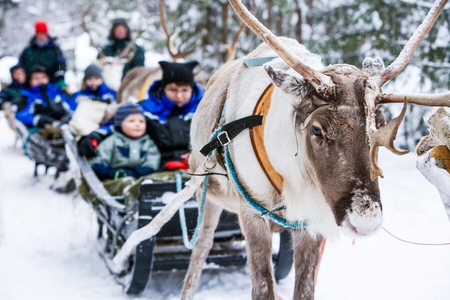 Rovaniemi: Reindeer Farm Visit and Sleigh Ride with transfer - Key points at a glance