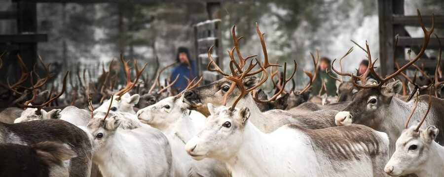 Rovaniemi: Reindeer Farm Visit and Sleigh Ride with transfer - Meeting the Herd: Feeding Reindeer Like You Actually Belong There