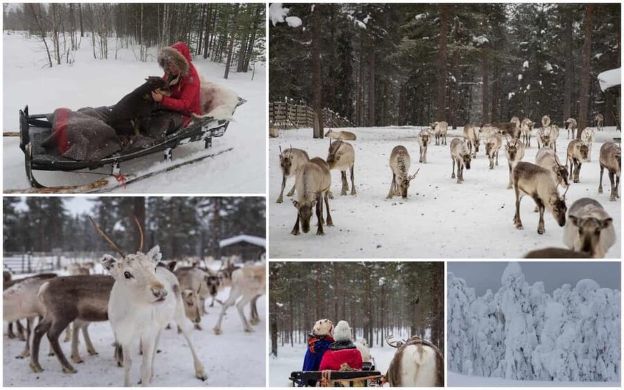 Rovaniemi: Reindeer Farm Visit and Sleigh Ride with transfer - Kota-Hut Stories: The Part That Makes the Day Stick