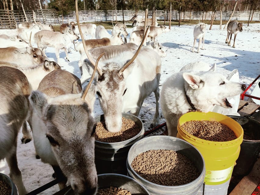 Rovaniemi: Reindeer Farm Visit and Sleigh Ride with transfer - Included Extras That Actually Matter (Hot Drink, Cookies, Snacks)