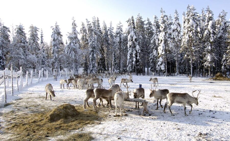 Rovaniemi: Reindeer Farm Visit and Sleigh Ride with transfer - One Smart Way to Make This Feel Better