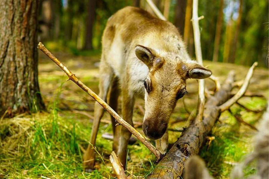 Rovaniemi: Reindeer Farm Visit in the Summer - Key Things You’ll Remember From the Reindeer Farm