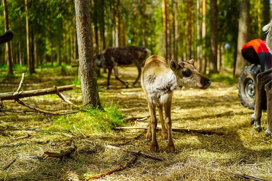 Rovaniemi: Reindeer Farm Visit in the Summer - Language Options and How to Choose the Right Tour