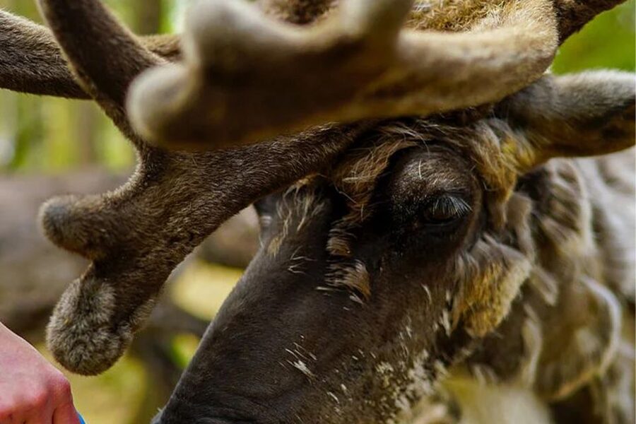 Rovaniemi: Reindeer Farm Visit in the Summer - Where This Rovaniemi Reindeer Farm Visit Fits in Your Summer Trip