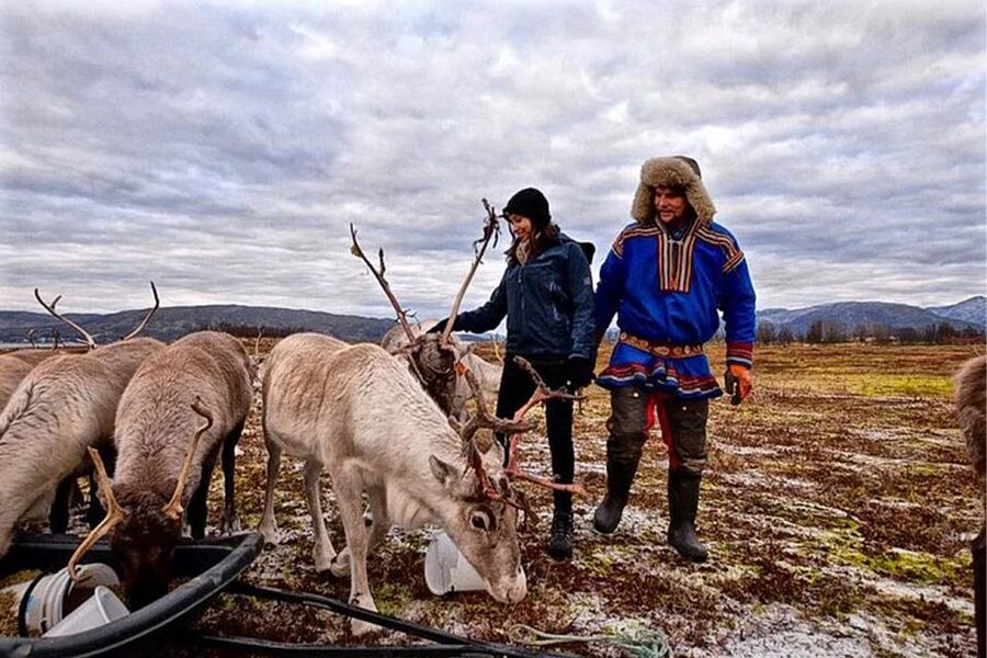 Rovaniemi: Reindeer Farm Visit in the Summer - The Reindeer Farm Experience: Feeding, Stories, and Who Owns What