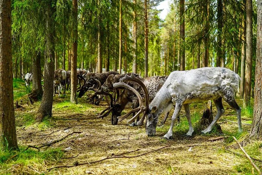 Rovaniemi: Reindeer Farm Visit in the Summer - Lunch, Finnish Snacks, and Hot Drinks: Why the Meal Matters Here