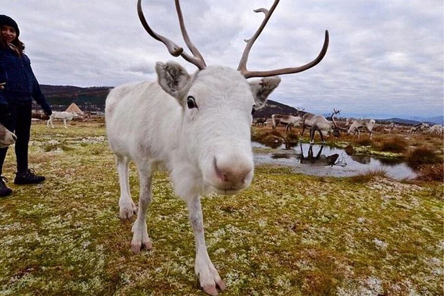 Rovaniemi: Reindeer Farm Visit in the Summer - How Long Is It, and What to Do With the Rest of Your Day