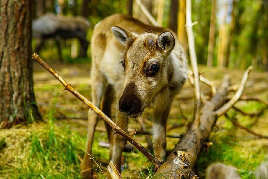 Rovaniemi: Reindeer Farm Visit in the Summer - Group Size Rules That Can Affect Your Booking