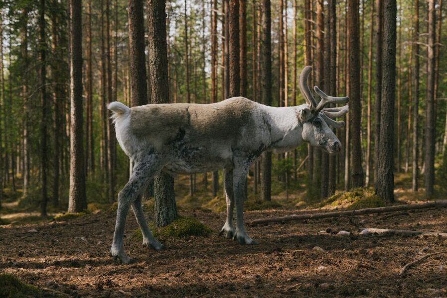 Rovaniemi: Reindeer Farm Visit with Photographer - The short sleigh ride, and why snow conditions control it