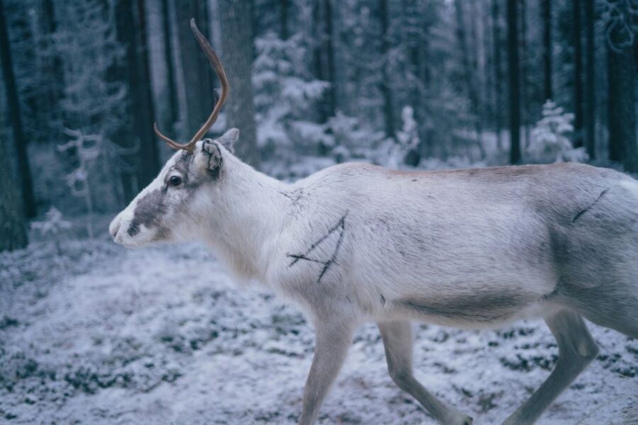 Rovaniemi: Reindeer Farm Visit with Photographer - How long the day really takes, and where time goes
