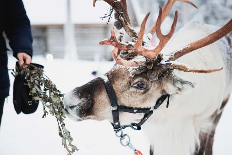 Rovaniemi: Reindeer, Huskies & Santa Claus Village - Rovaniemi in 6 hours, how the day is paced