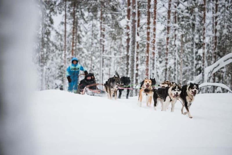 Rovaniemi: Reindeer, Huskies & Santa Claus Village - Alaskan huskies: energy, speed, and another 500m ride