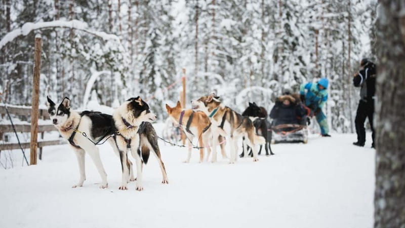 Rovaniemi: Reindeer, Huskies & Santa Claus Village - Lunch that actually warms you: salmon soup, vegetarian options, and more