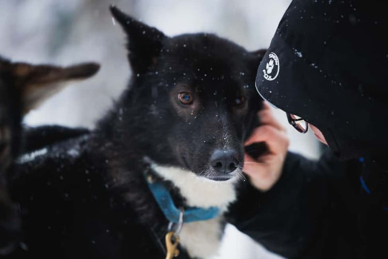 Rovaniemi: Reindeer, Huskies & Santa Claus Village - Price and value at about $213 per person