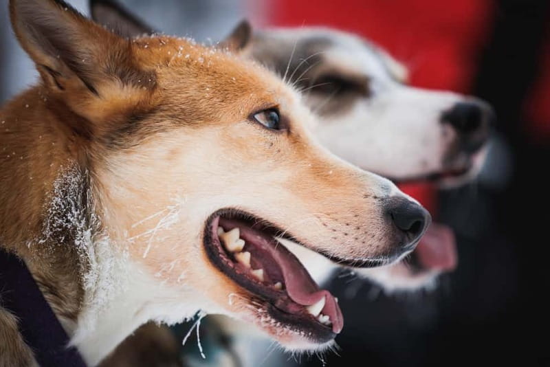 Rovaniemi: Reindeer, Huskies & Santa Claus Village - Logistics that matter: meeting points, timing, and group flow