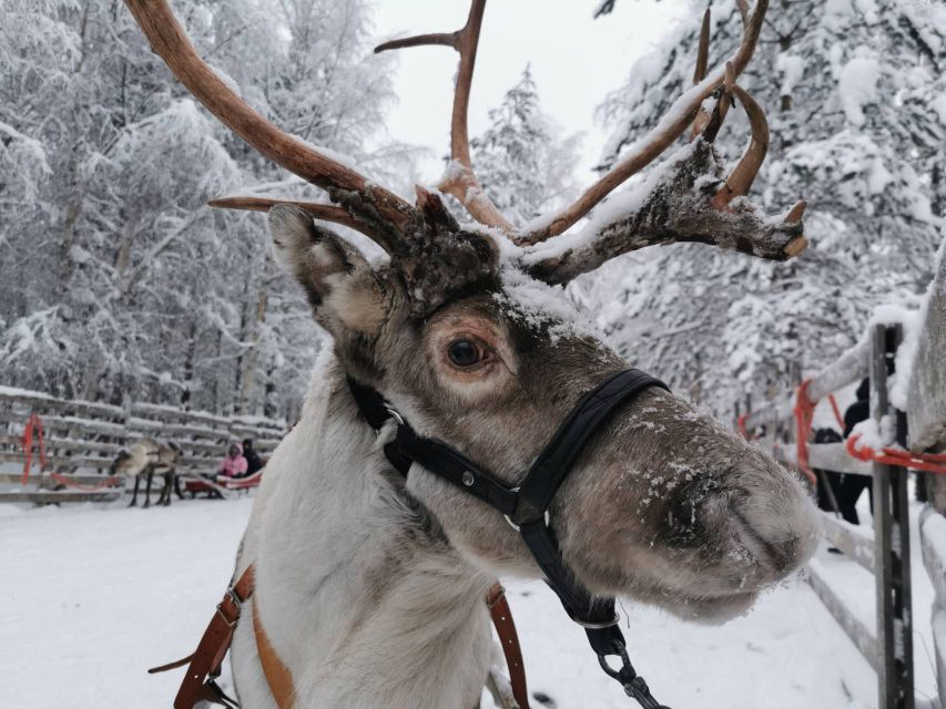 Rovaniemi: Reindeer, Huskies, Santa's Pets & Aurora Hunt - Key highlights to know before you go