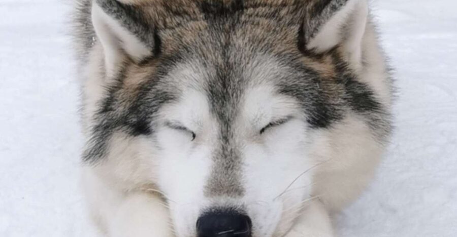 Rovaniemi: Reindeer, Huskies, Santa's Pets & Aurora Hunt - Price and value: is $271 per person a fair deal?