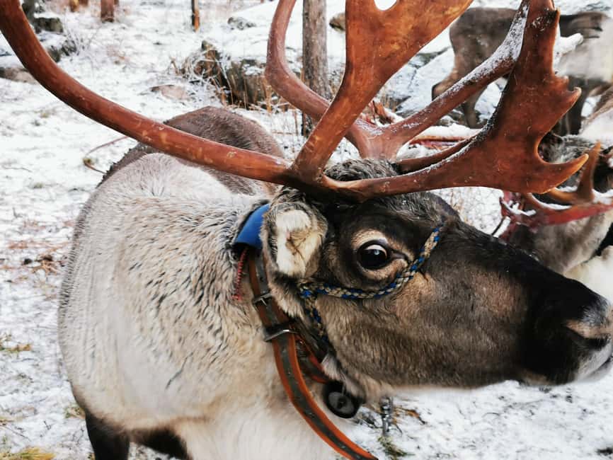 Rovaniemi: Reindeer, Huskies, Santa's Pets & Aurora Hunt - Reindeer, Huskies, Santa, and two aurora spots in one winter day