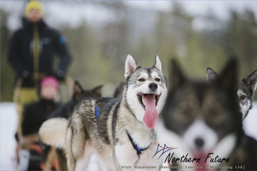 Rovaniemi: Reindeer, Huskies, Santa's Pets & Aurora Hunt - The reindeer sleigh ride (400m) and the husky safari (500m)