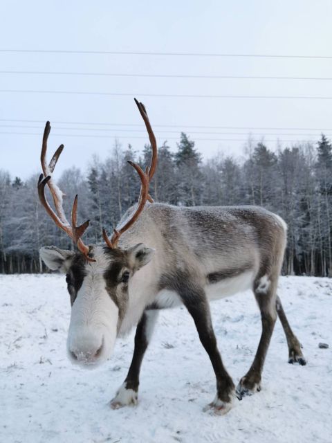 Rovaniemi: Reindeer, Huskies, Santa's Pets & Aurora Hunt - Santa’s pets visit and the value of feeding time