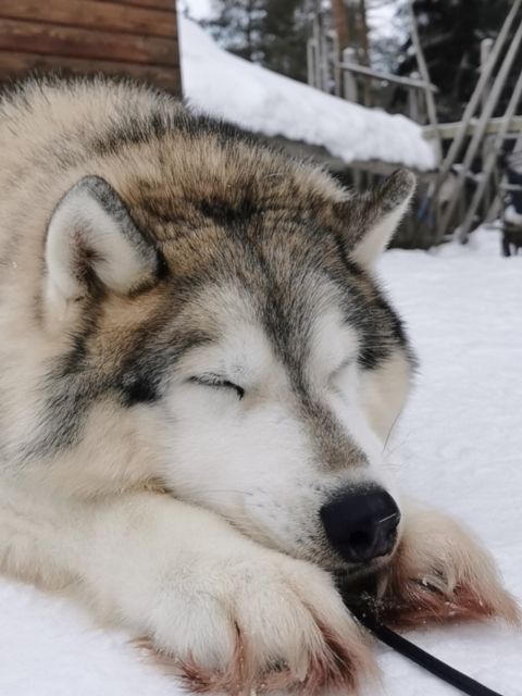 Rovaniemi: Reindeer, Huskies, Santa's Pets & Aurora Hunt - What “Arctic frozen lake walking” and cold comfort really means