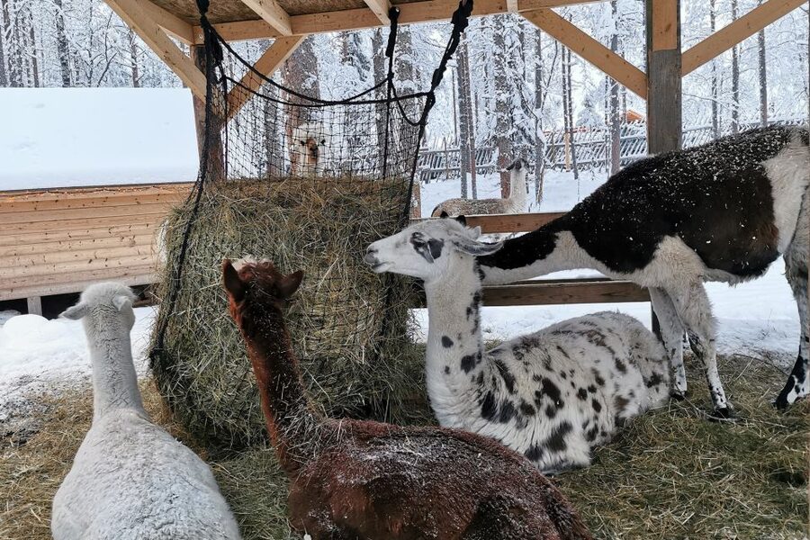 Rovaniemi: Reindeer, Huskies, Santa's Pets & Aurora Hunt - Transport, group size, and why it changes the tour feel