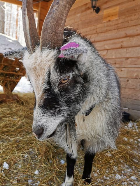 Rovaniemi: Reindeer, Huskies, Santa's Pets & Aurora Hunt - Morning at Santa Claus Village: photos, Arctic vibes, and Santa’s pets