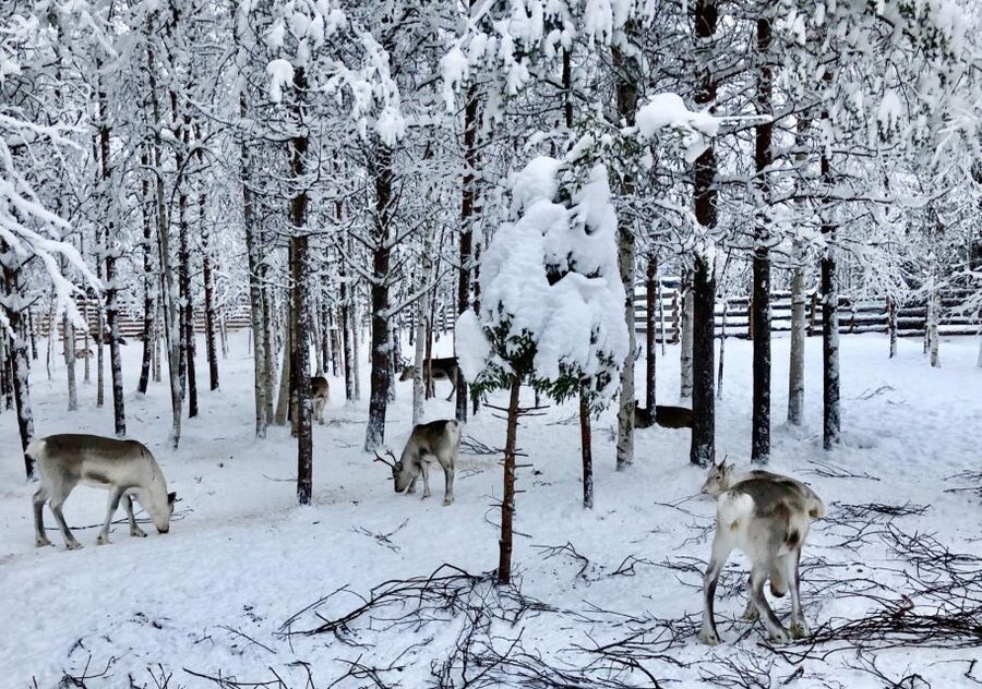 Rovaniemi: Reindeer Sleigh Ride with Hot Drink and Cookies - Key highlights