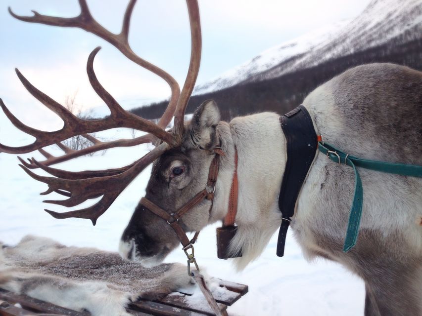 Rovaniemi: Reindeer Sleigh Ride with Hot Drink and Cookies - Warming Up in a Traditional Kota, Fire, Hot Berry Juice, and Cookies