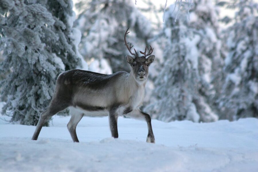Rovaniemi: Reindeer Sleigh Ride with Hot Drink and Cookies - Price and Value at $294 Per Person, What You’re Actually Paying For