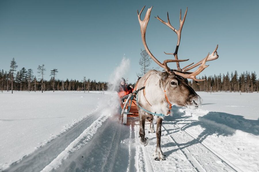 Rovaniemi: Reindeer Sleigh Ride with Hot Drink and Cookies - The Oldest Reindeer Farm Feeling, With Real Herding Knowledge