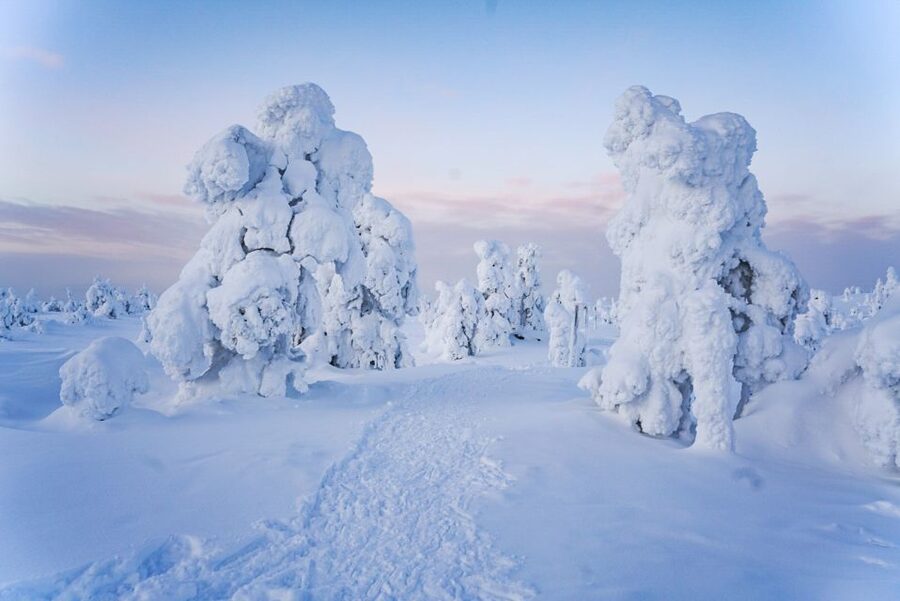 Rovaniemi: Riisitunturi National Park Day Trip with Lunch - Who should book this Riisitunturi day trip