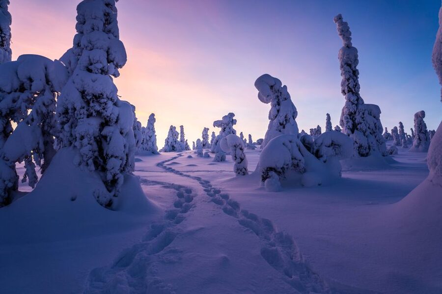 Rovaniemi: Riisitunturi National Park with Pro Photos & BBQ - FAQ