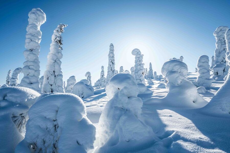 Rovaniemi: Riisitunturi National Park with Pro Photos & BBQ - What to expect on the ground: winter gear, comfort, and difficulty