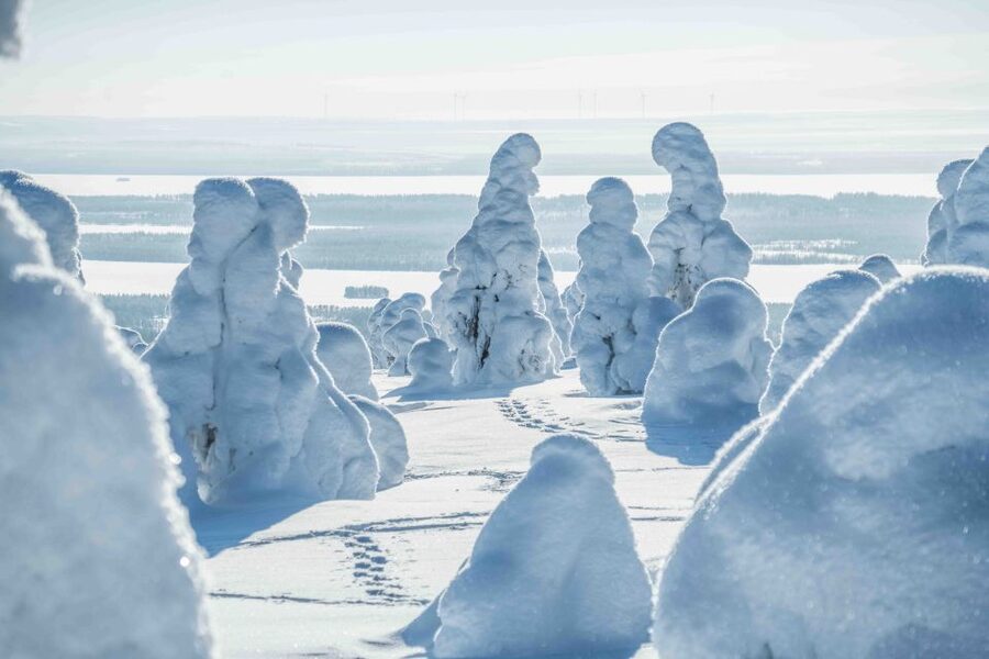 Rovaniemi: Riisitunturi National Park with Pro Photos & BBQ - Practical tips to make the day smoother