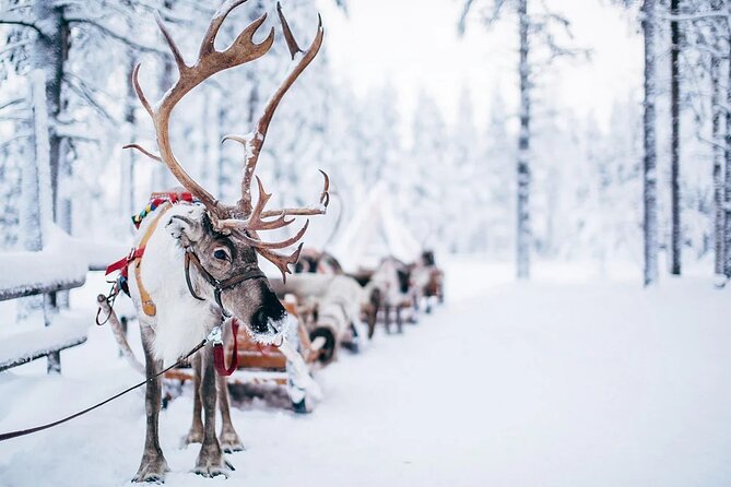 Rovaniemi Santa Claus Village Husky Reindeer Farm Arctic Museum - Price and value: is $298.47 worth it?
