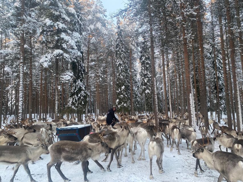 Rovaniemi: Santa Claus Village Tour Huskies & Reindeer Visit - Husky park time: pet Siberian huskies and meet the puppies