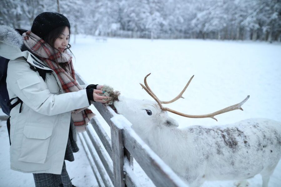 Rovaniemi: Santa Claus Village Tour Huskies & Reindeer Visit - Reindeer yard: feed them and hear why they matter in Lapland
