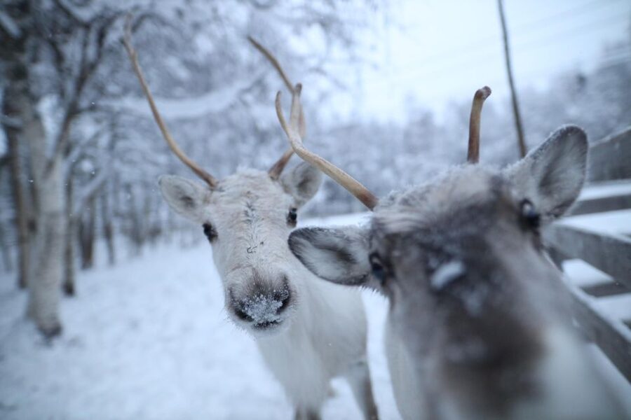 Rovaniemi: Santa Claus Village Tour Huskies & Reindeer Visit - Small group up to 8: why it feels smoother than big tours