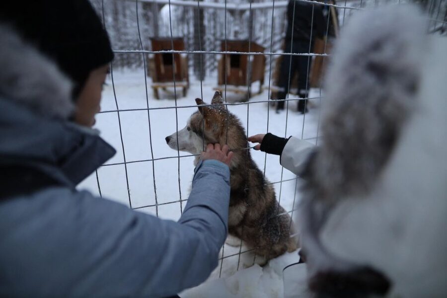Rovaniemi: Santa Claus Village Tour Huskies & Reindeer Visit - Pickup from Rovaniemi: how the timing and transfer really affect your day