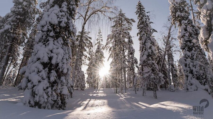 Rovaniemi: Snowmobile Safari into the Arctic Circle Forest - Families in Lapland: how kids ride in the sled and adults get their turn