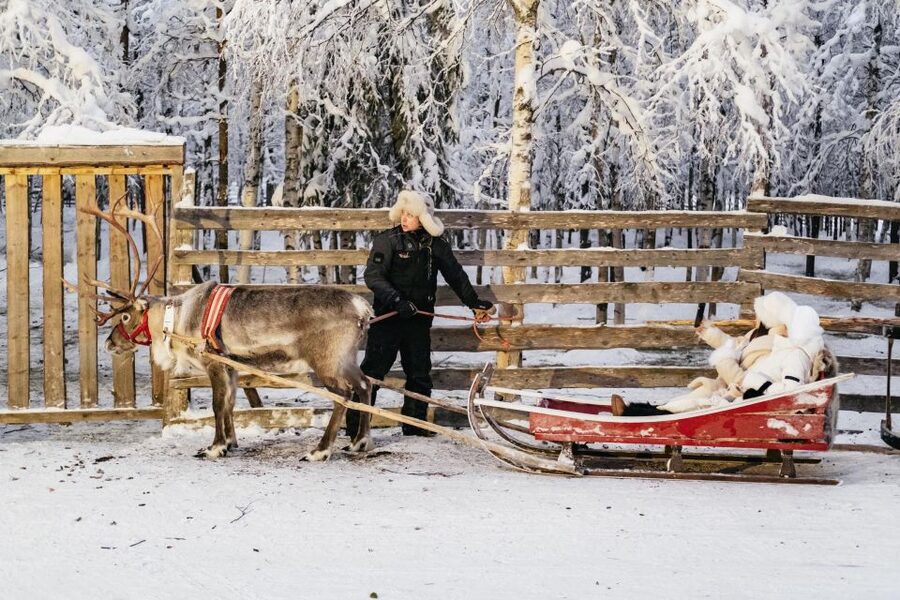 Rovaniemi: Snowmobile Safari, Reindeer & Husky Sleigh Ride - Animal Encounters and Getting Good Photos Without Losing Time