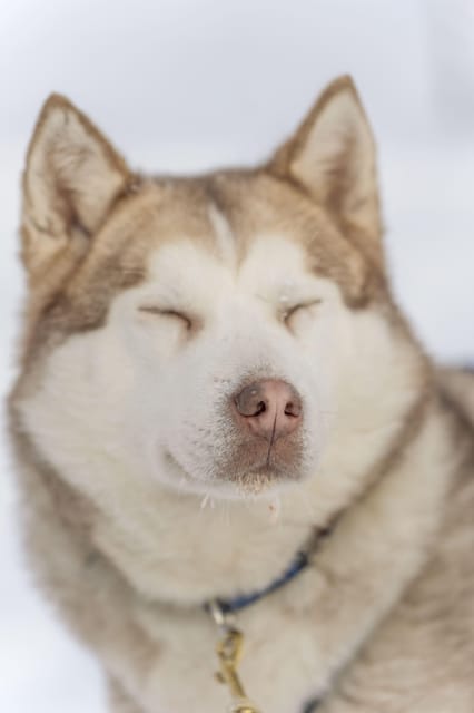 Rovaniemi: Snowmobile Safari, Reindeer & Husky Sleigh Ride - Getting Wrapped in Real Arctic Gear in Rovaniemi