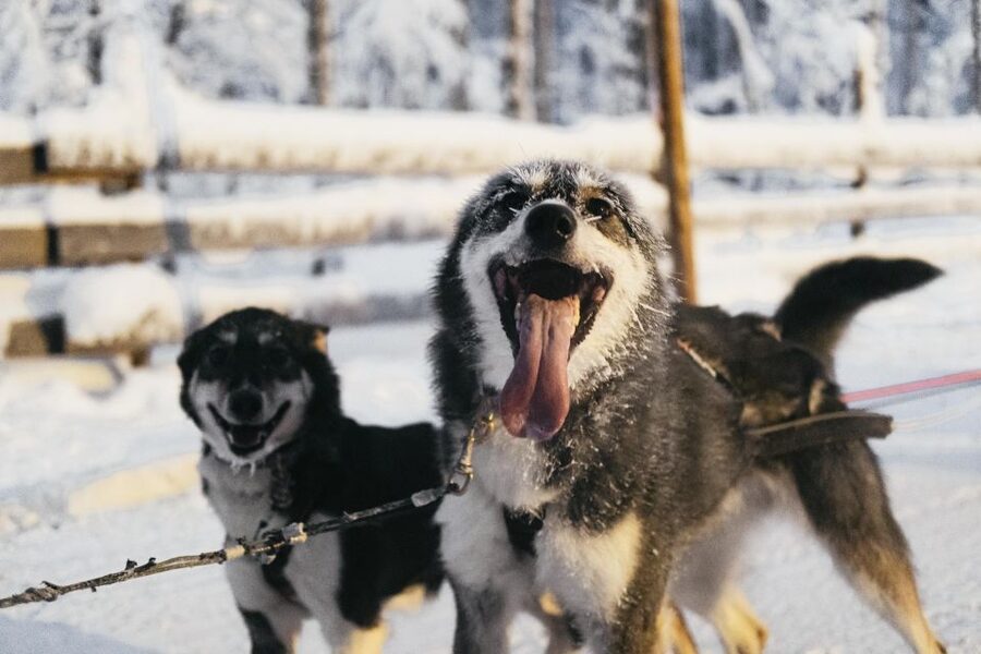 Rovaniemi: Snowmobile Safari, Reindeer & Husky Sleigh Ride - Timing, Pickup, and Why Being Ready Matters in Winter
