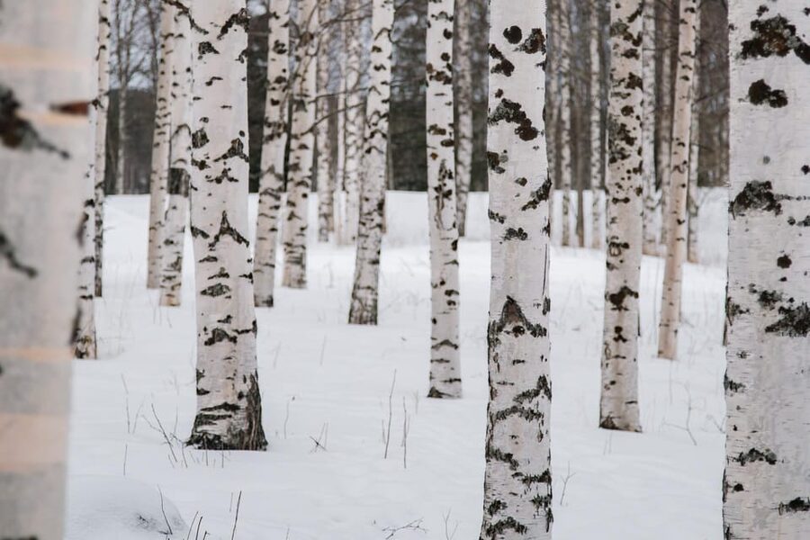Rovaniemi: Snowshoeing in the Arctic Wilderness - What You Eat at the Campfire Break
