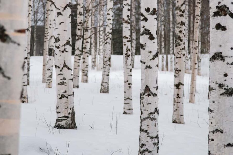 Rovaniemi: Snowshoeing in the Arctic Wilderness - Price and Value: Is $99 Worth It?